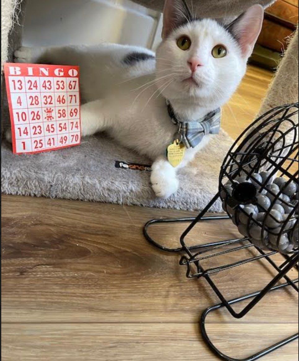 Theo's Cat Cafe BINGO