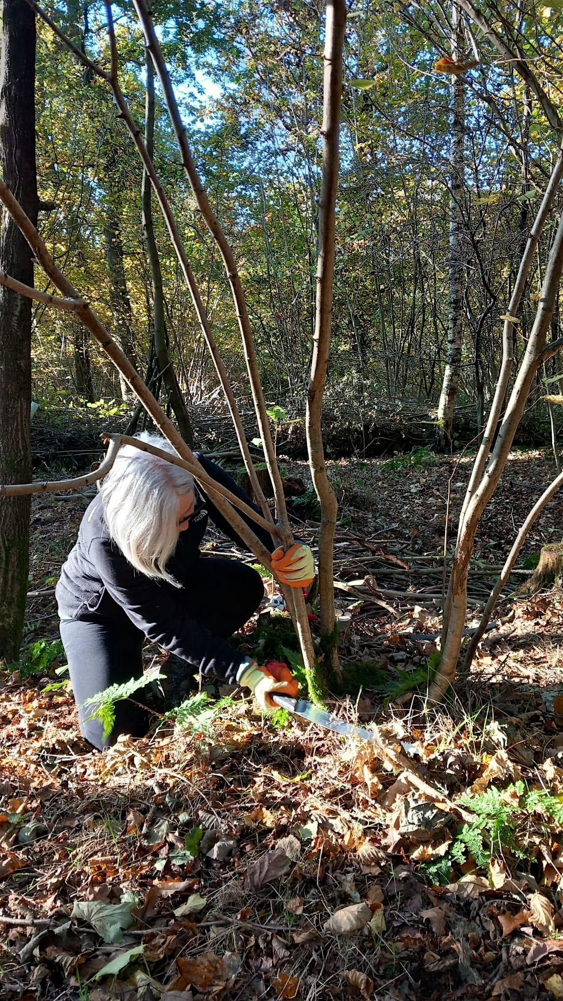 Horsley Woodland Working Day for National Tree Week