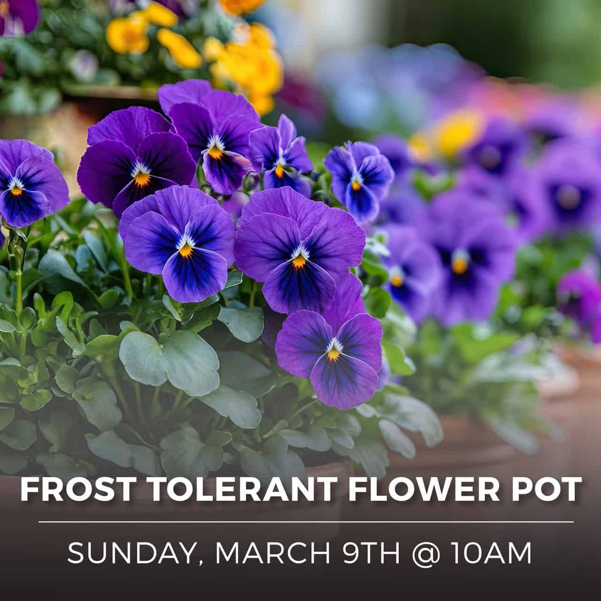 Frost Tolerant Flower Pot