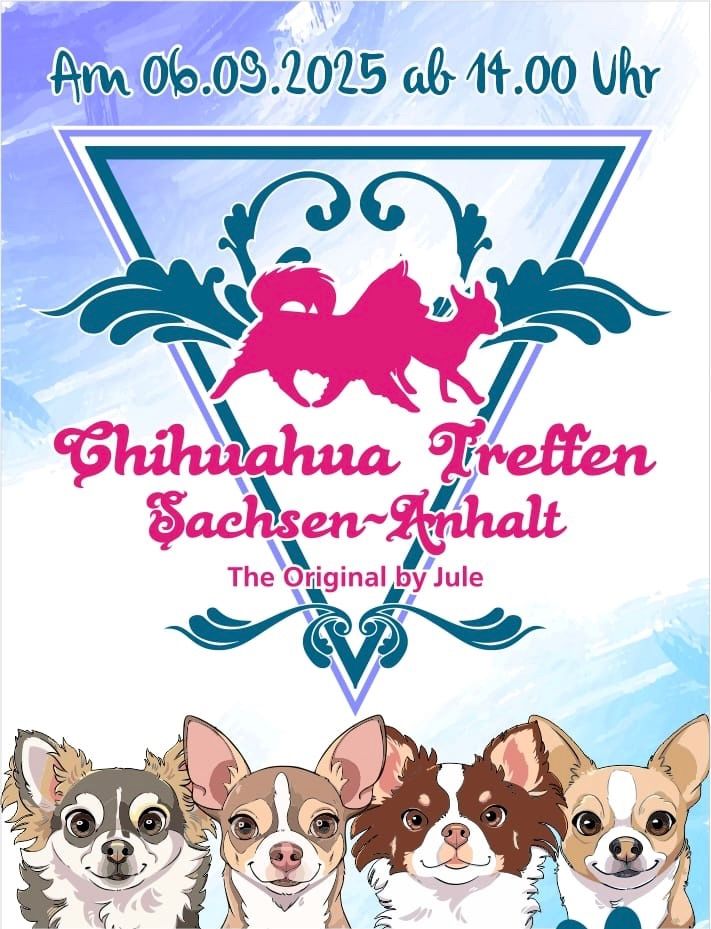 Chihuahua Treffen Sachsen-Anhalt 2025