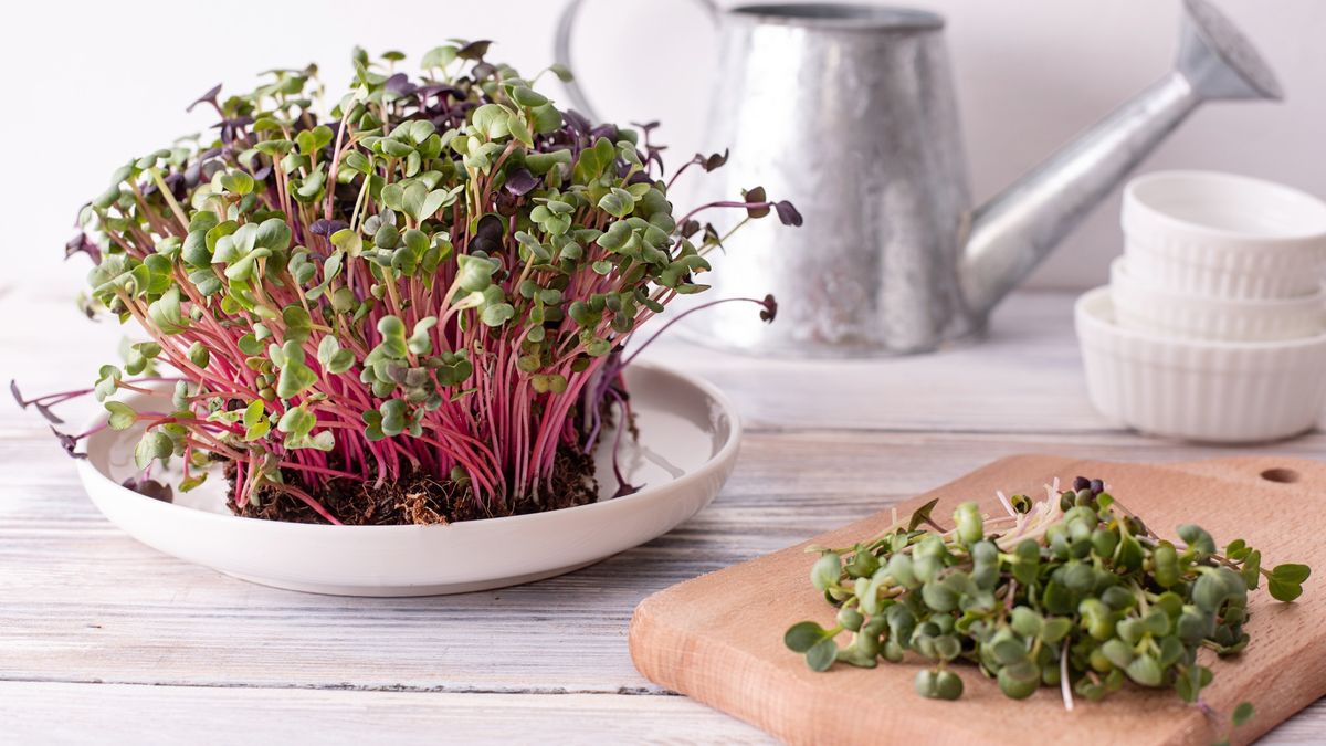 Sprout & Savour - A Microgreens & Salad Growing Workshop