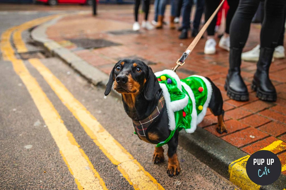 Glasgow - Dashing Dachshund Christmas Tour \ud83c\udf84