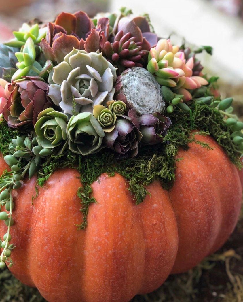 Succulent Pumpkin Class