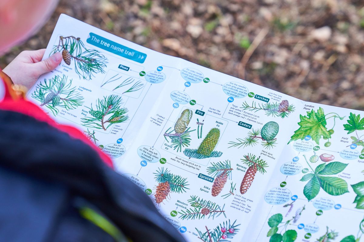 Centenary Bioblitz at Bedgebury Pinetum 