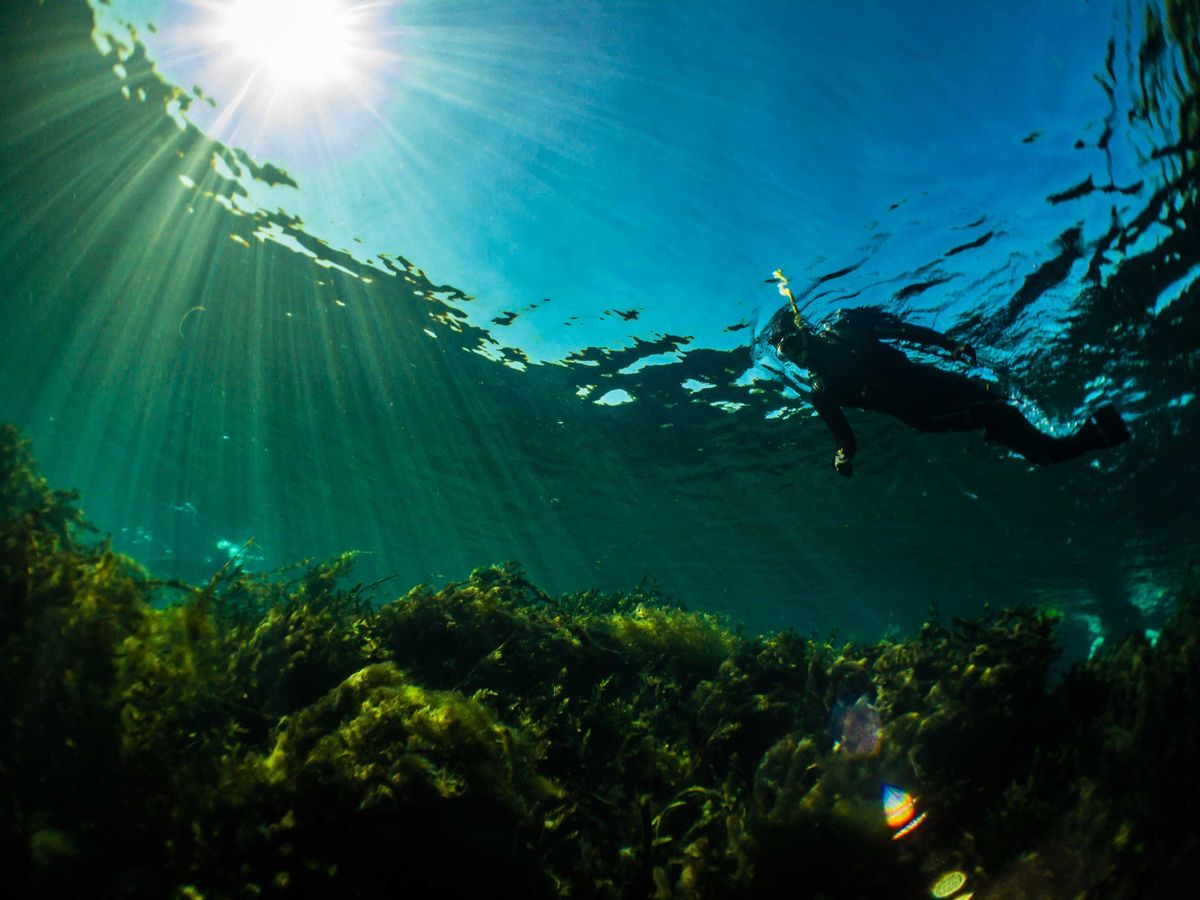 Guided Snorkel Tours