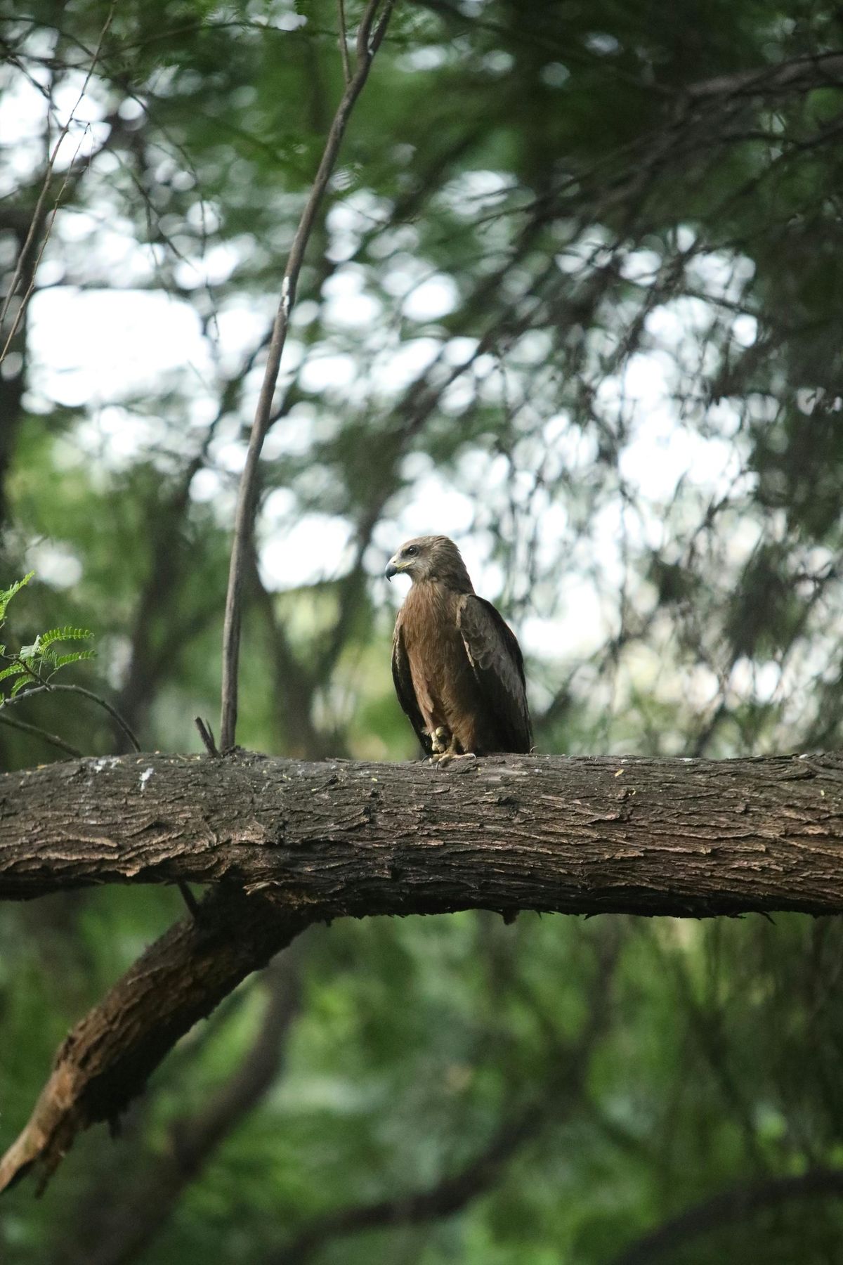 Birding: Birding at Greenfield Lake