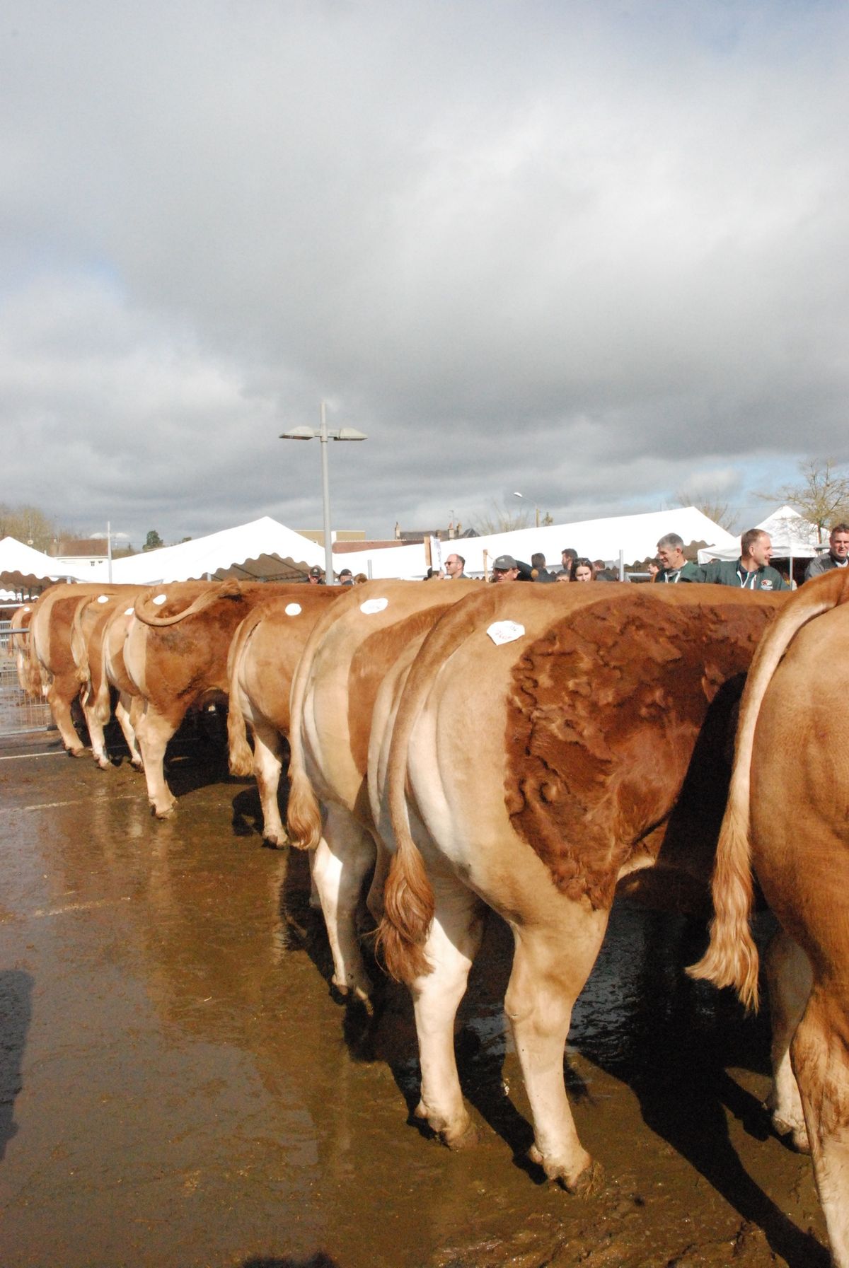 CONCOURS D'ANIMAUX DE VIANDE DE MAMERS