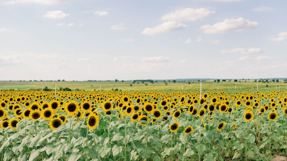 Strawberry, Sunflower & Seasonal Veggie U-Pick