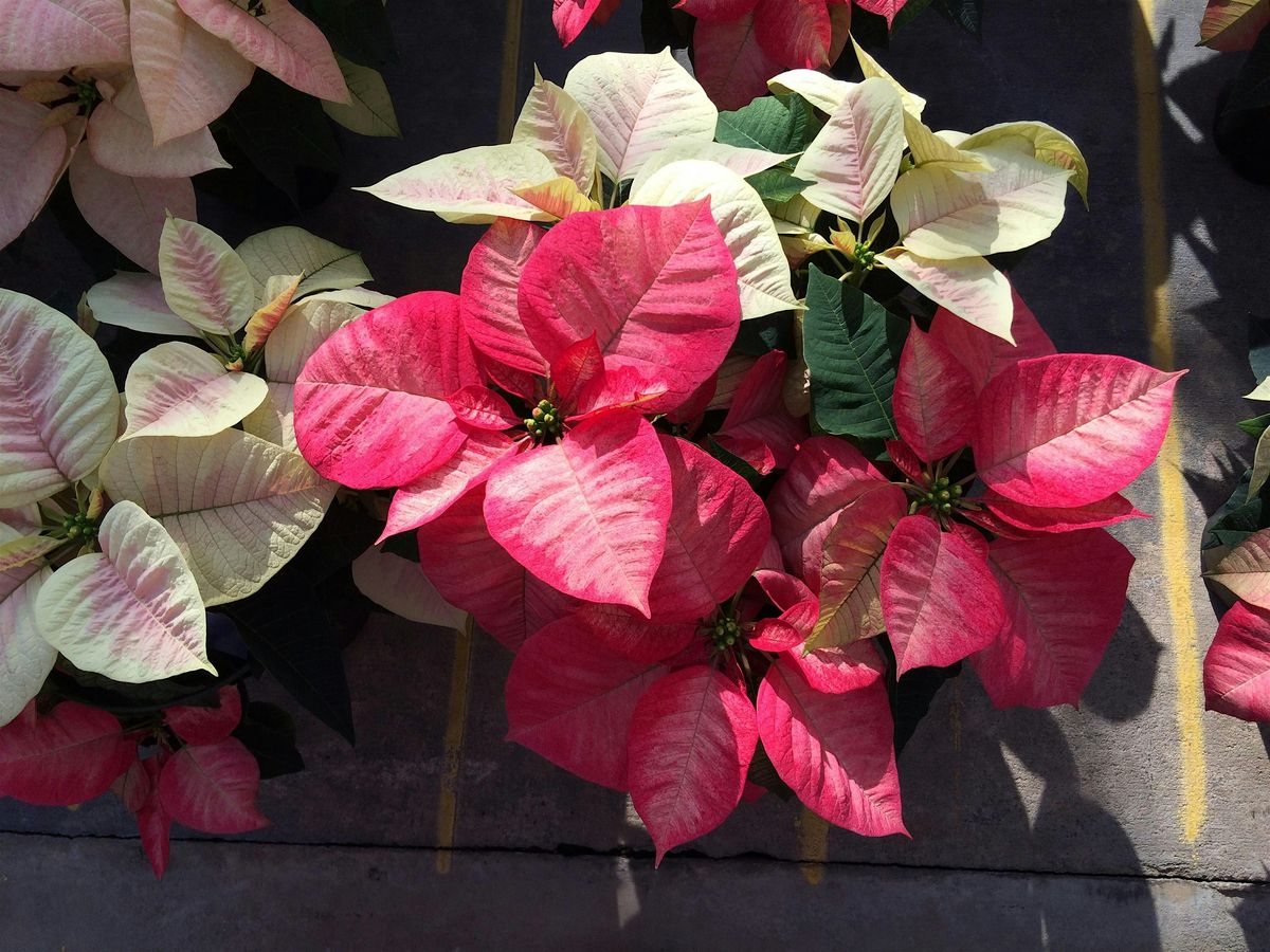 Rowan County Master Gardener Course Information Class