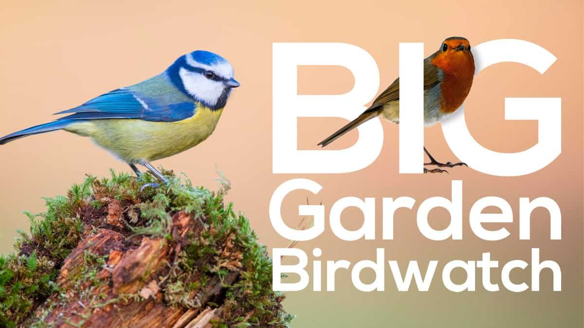 RSPB Big Garden Birdwatch