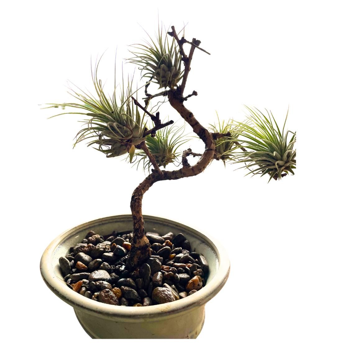 Air Plant Tree Workshop