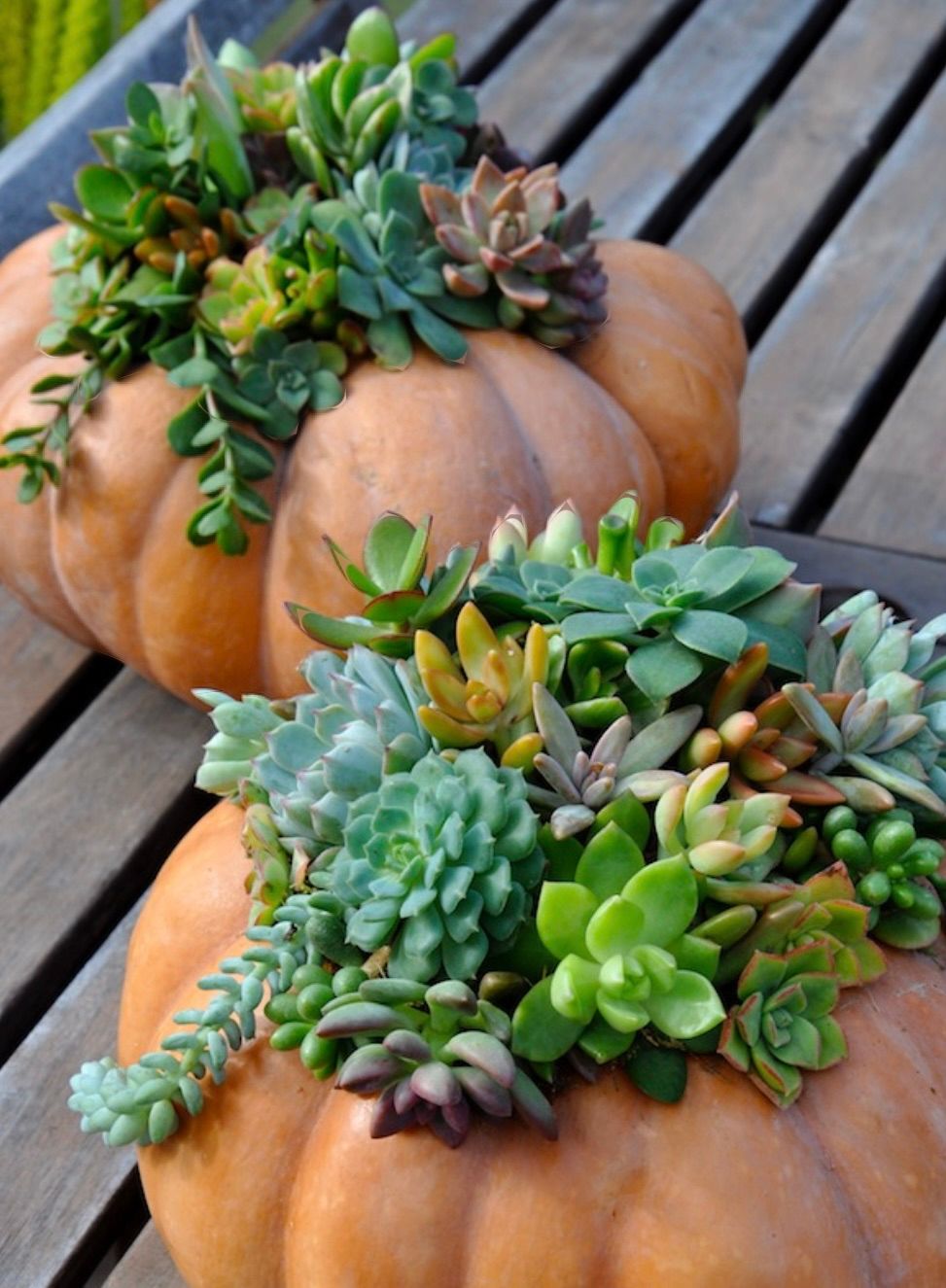 Pumpkin Succulent workshop 