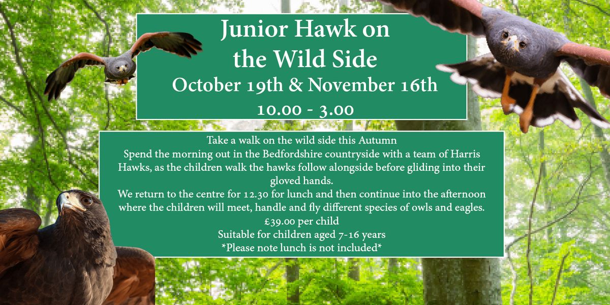 Junior Hawk on the Wild Side