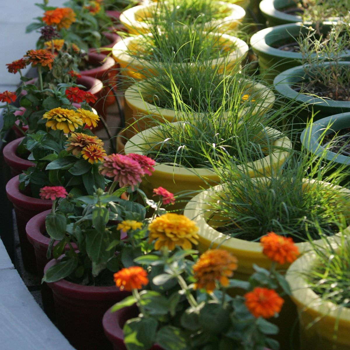 FREE Master Gardener Class: Container Gardening