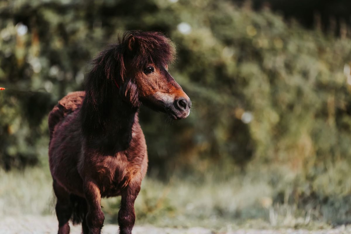 Yoga with Shetland Ponies \u274c\ufe0f\u274c\ufe0fFULLY BOOKED\u274c\ufe0f\u274c\ufe0f