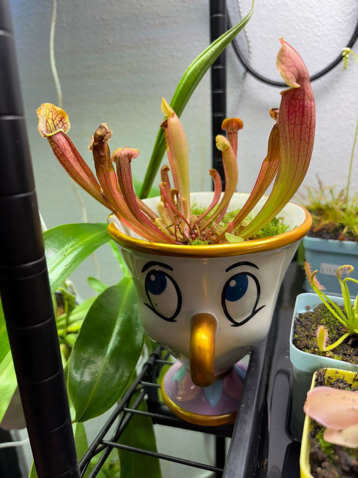 Carnivorous Plants 101