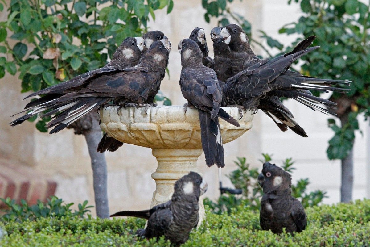 CREEC - Living with Black Cockatoos