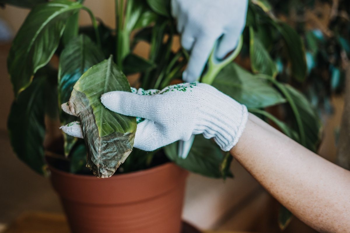 2\/22 at 10a: "Goldie Locks and the Three Plants" Green Thumb Club Class