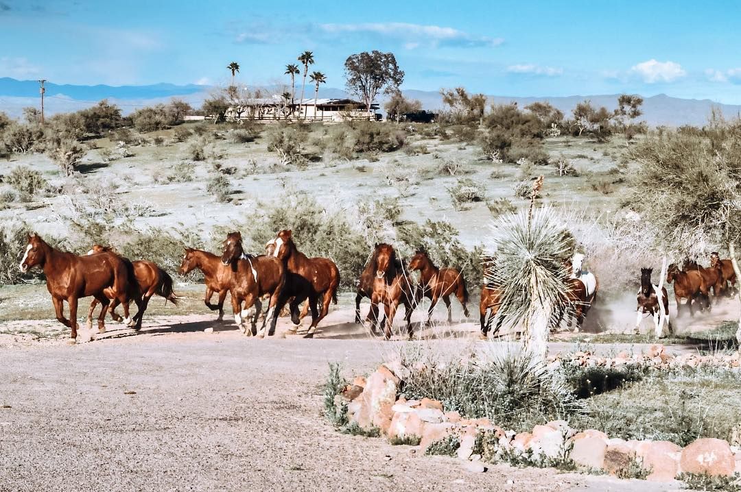 5th Annual Party in the Desert