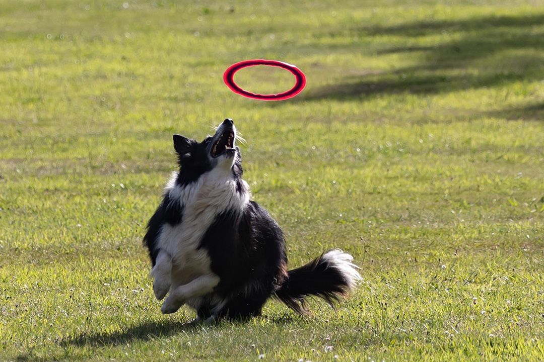 Thursday Fun Show: Border Collie International