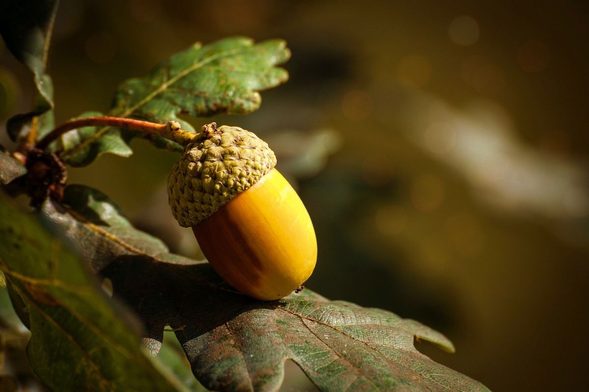 Foraging for Edible Plants