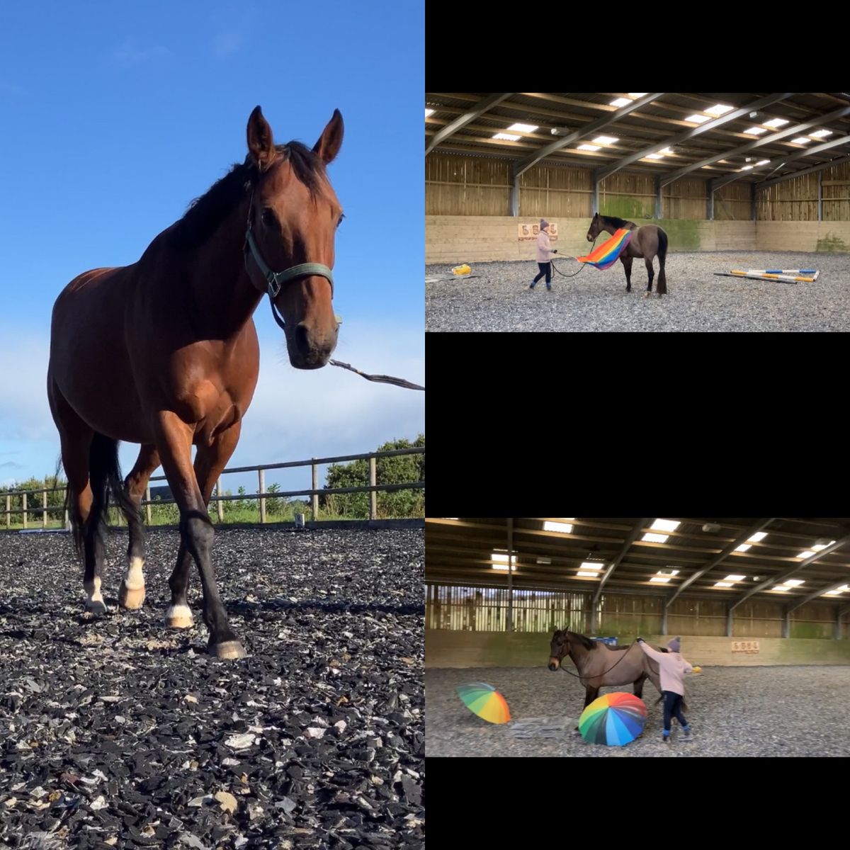 Confidence Building Groundwork Clinic at Codden Hill Equestrian 