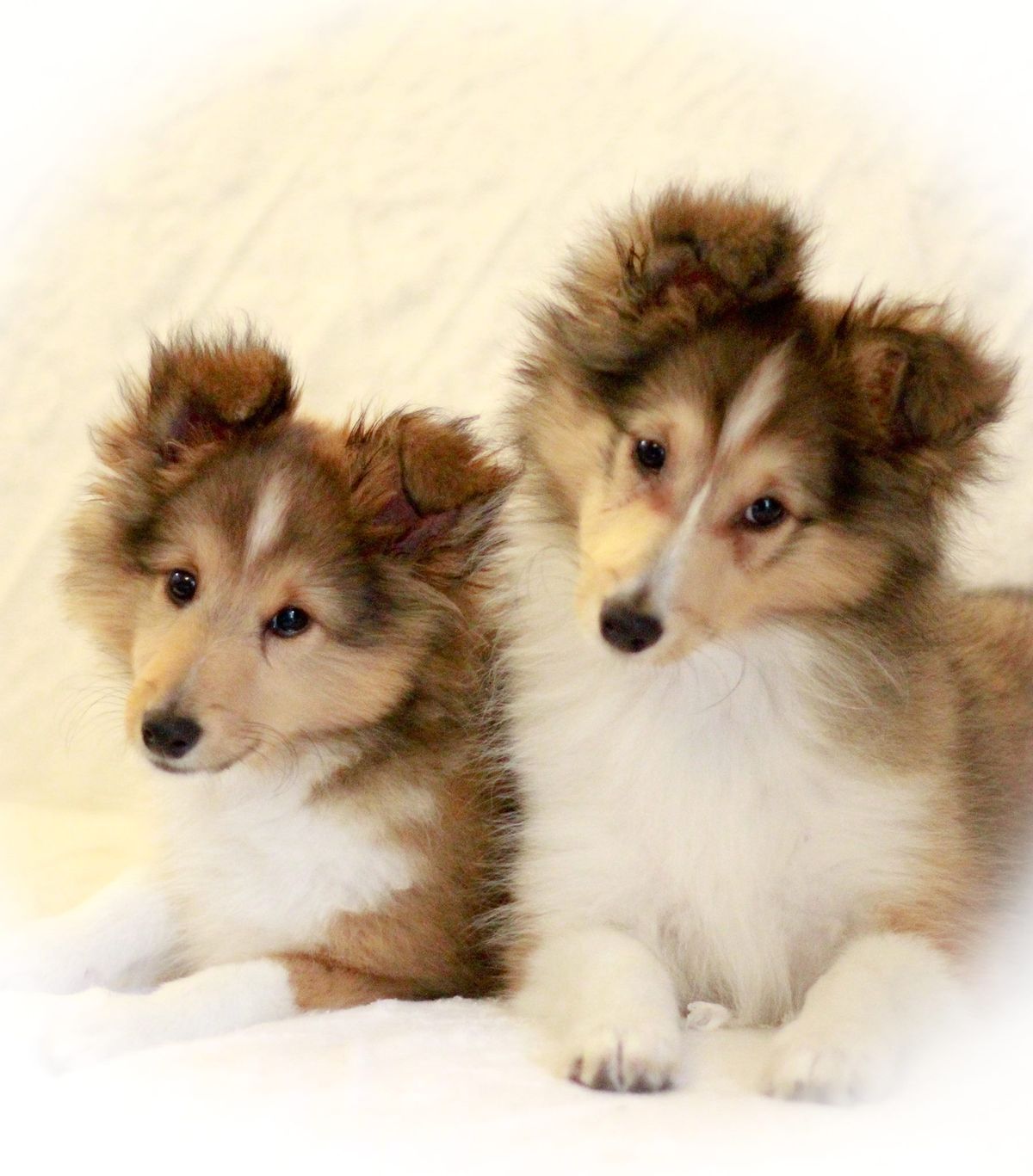 Shetland Sheepdog Club of SA FUN DAY