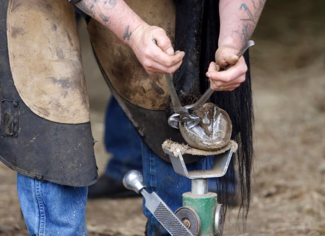 2024 American Farrier's Association Conference EQUUS TV Coverage