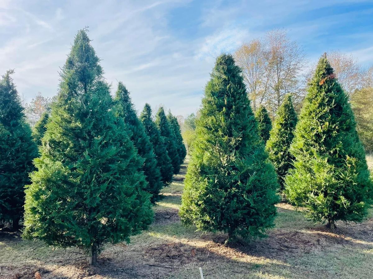 $40 Christmas Tree Farm Micro Session