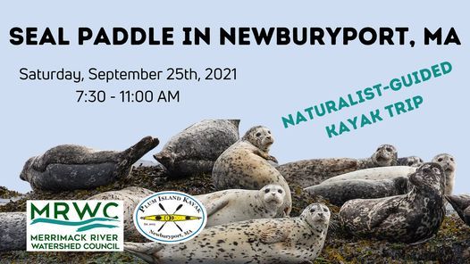 Seal Paddle in Newburyport