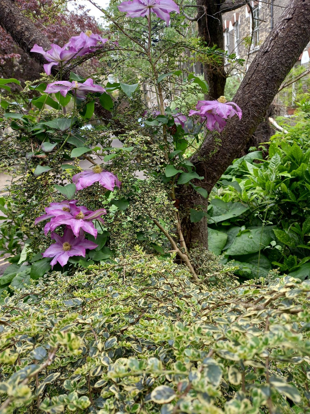 Walk and Dowsing to the Secret Garden Regents Park