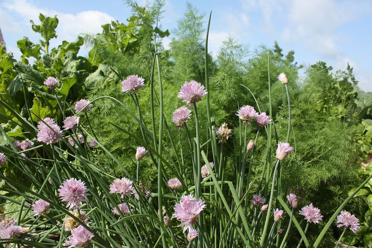 Herbs: From Garden to Table