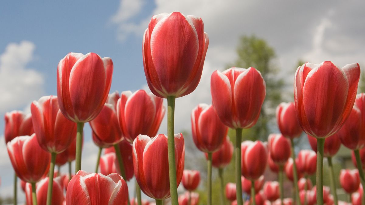 Children's Enrichment Program - Children ages 8-11