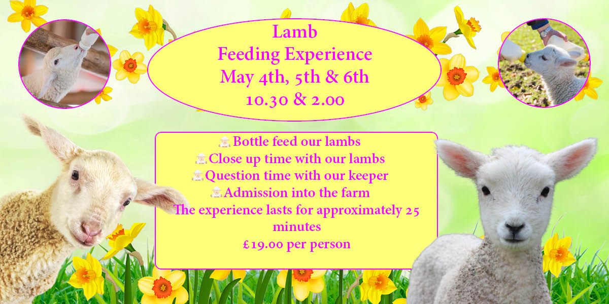 Lamb Feeding Experience
