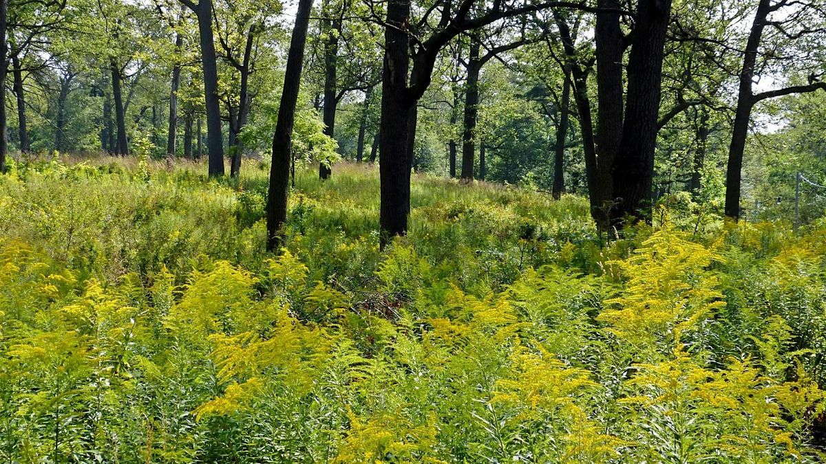 Herb Walk in High Park ($35)