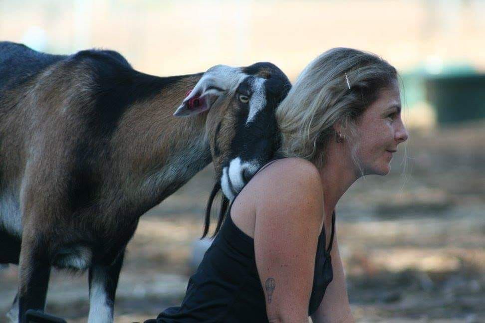 Goat (and Sheep) Yoga