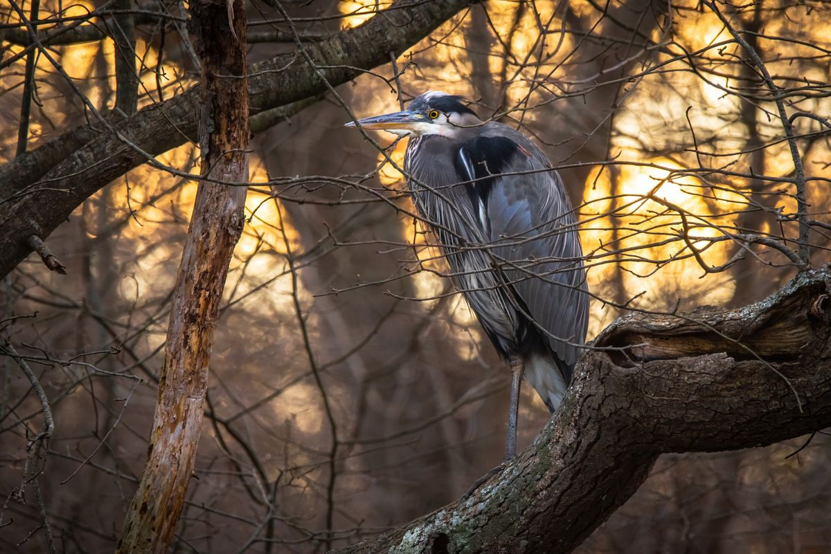 November Providence Birding Outing