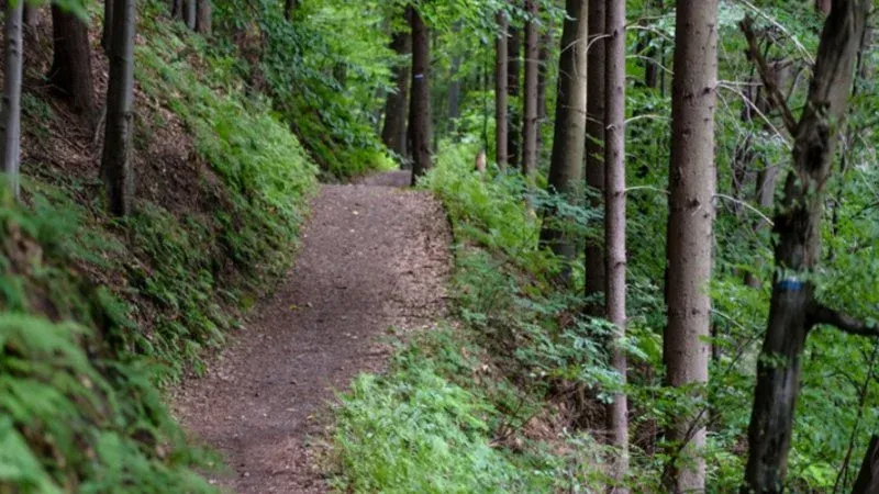 National Hiking Day - Wissahickon - Creeks and Climbs - 7 - 9 miles