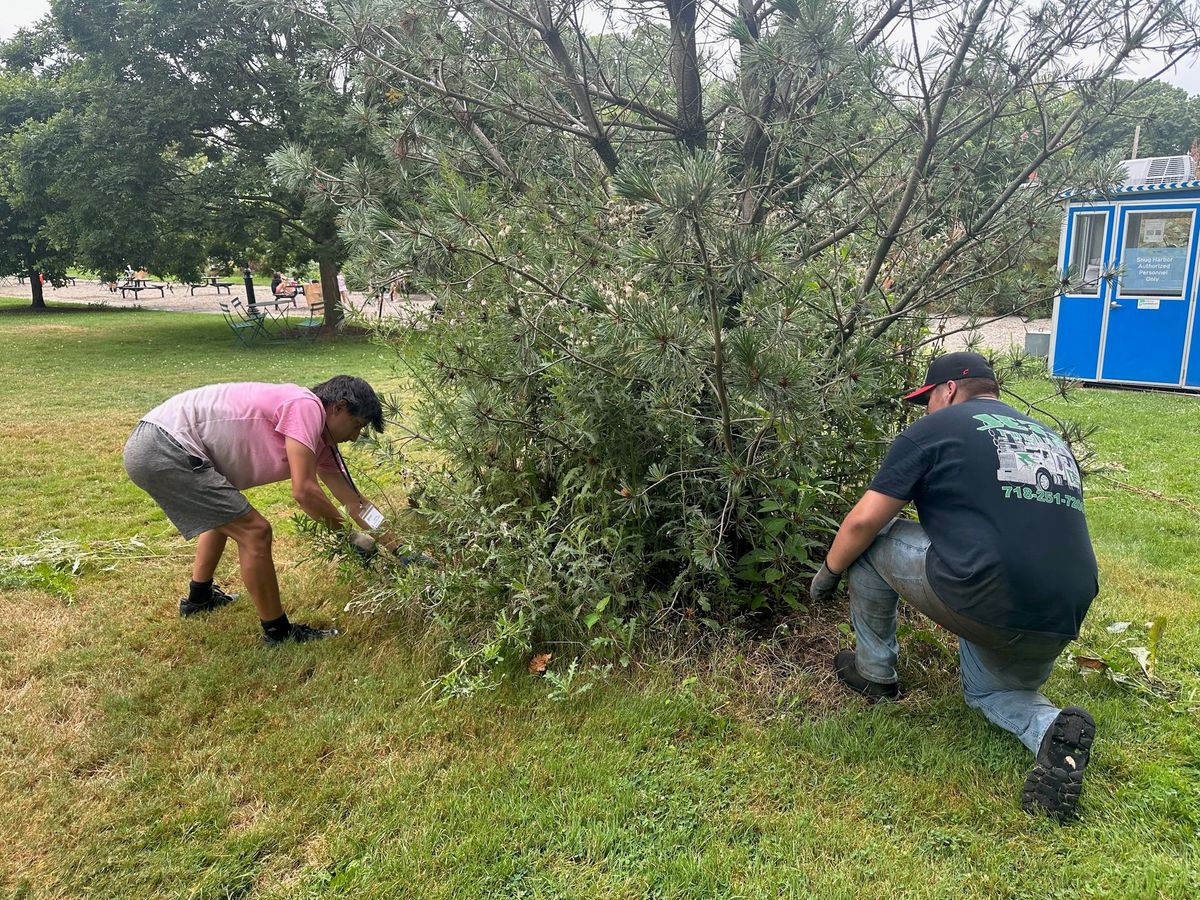 Environmental Stewardship: Tree of Heaven Removal