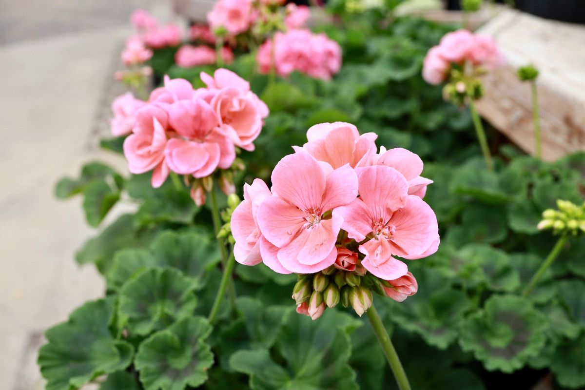 Geranium "Pickup Parade"