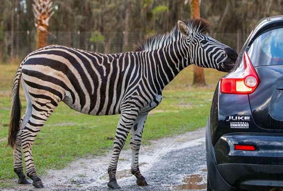 \ud83d\udc0a Wild Florida Drive-Thru Safari Park 4-Day Getaway \ud83c\udf34 Orlando $79 Per Couple