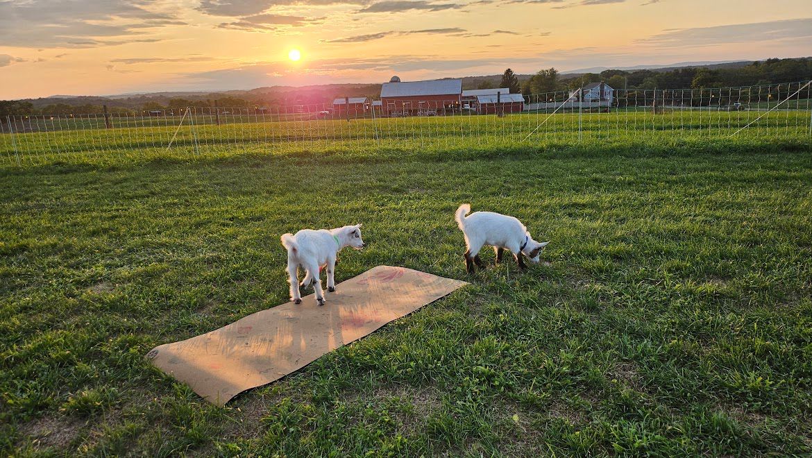 Baby Goat Yoga