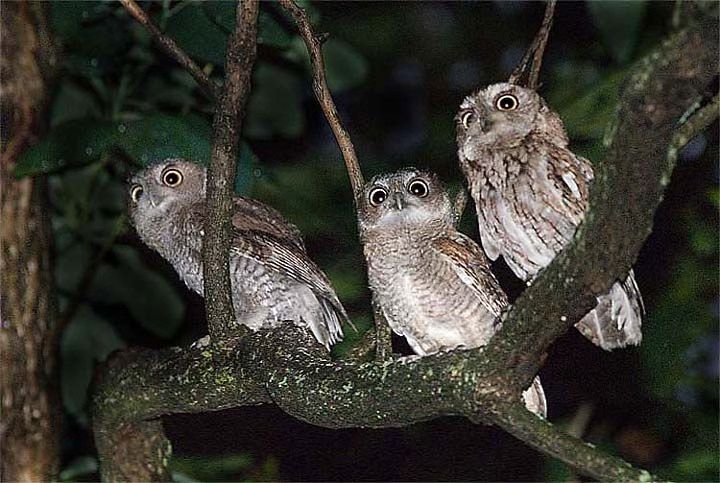 SuperB Owl Party (All Ages, Families)