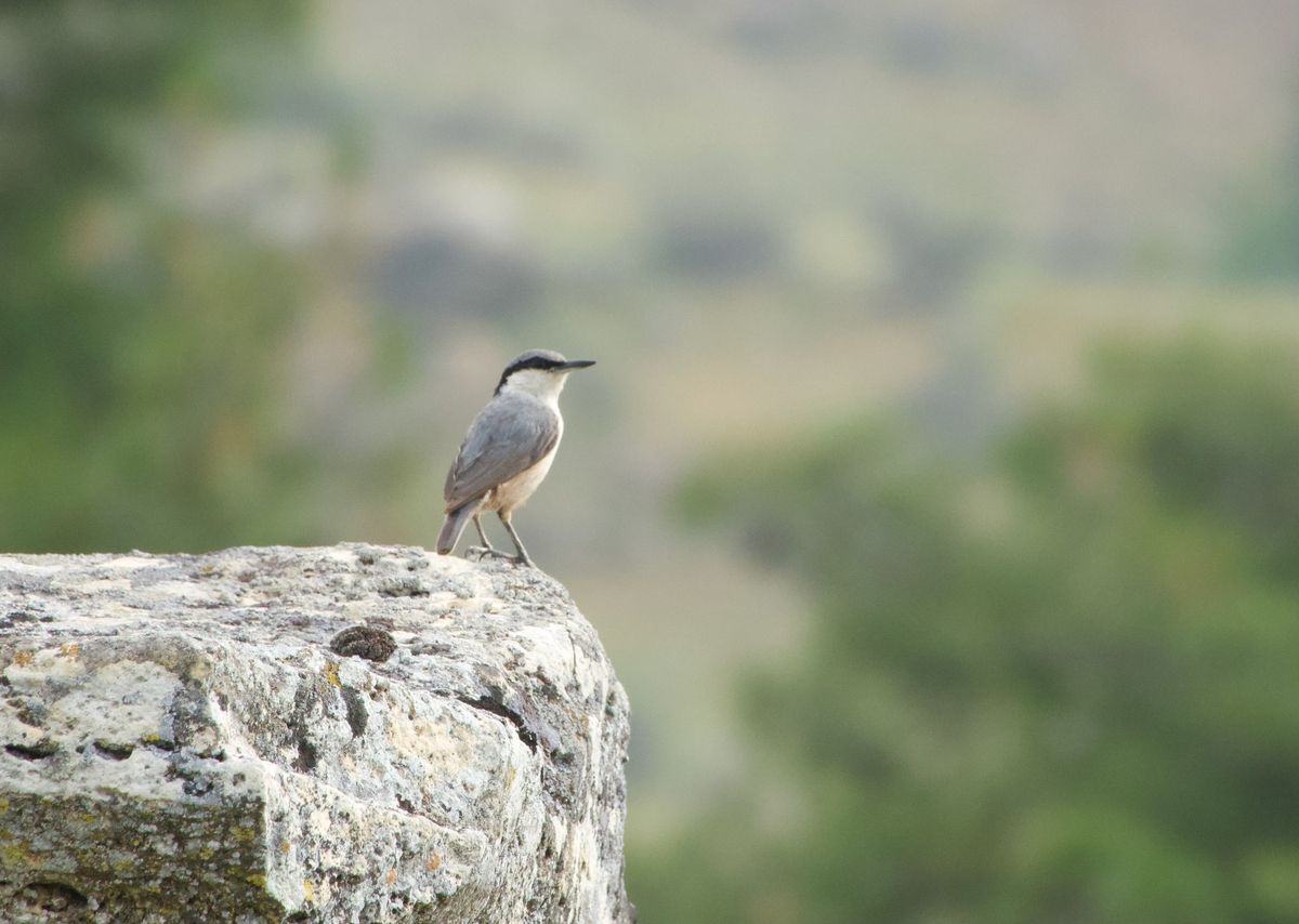 October Indoor Meeting - The Birds of Northern Greece