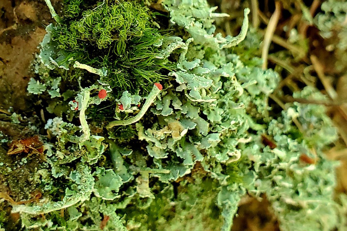 Lichen Walk