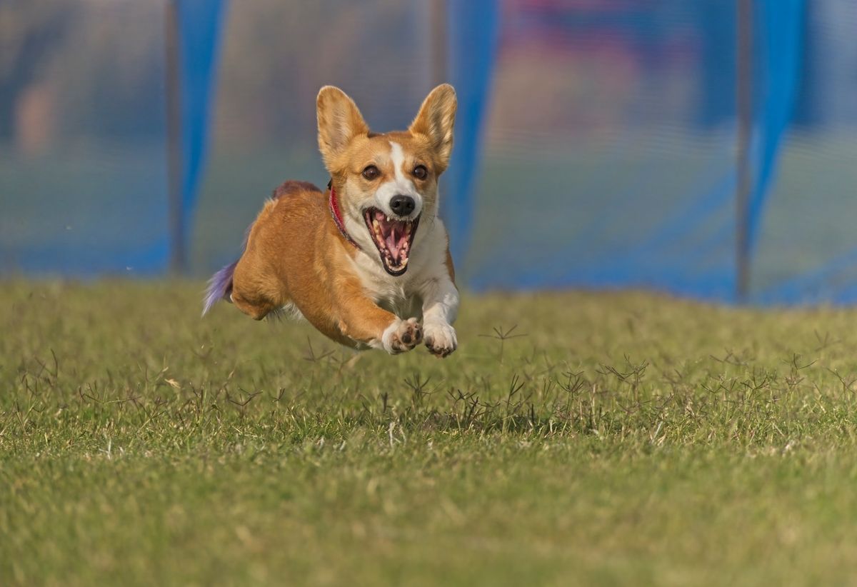 AOTC Fast CAT Trials