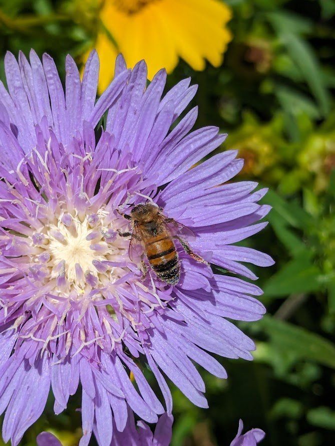 Pollinator Week BioBlitz Meetup at Amerson River Park! 
