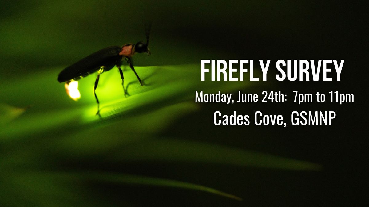 Firefly Survey in Cades Cove