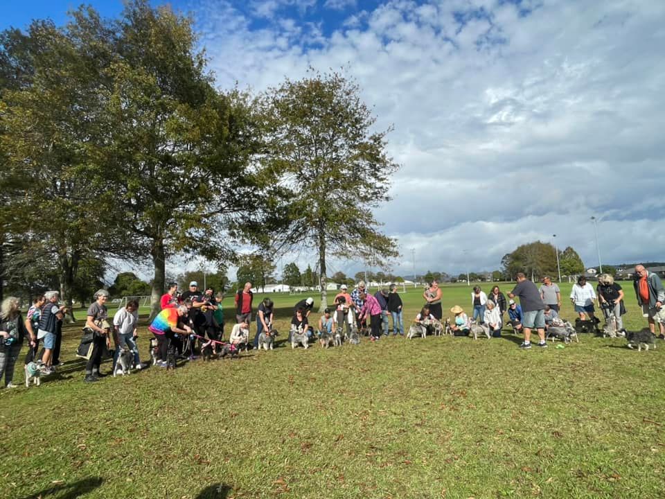 Whangarei Schnauzers Meet