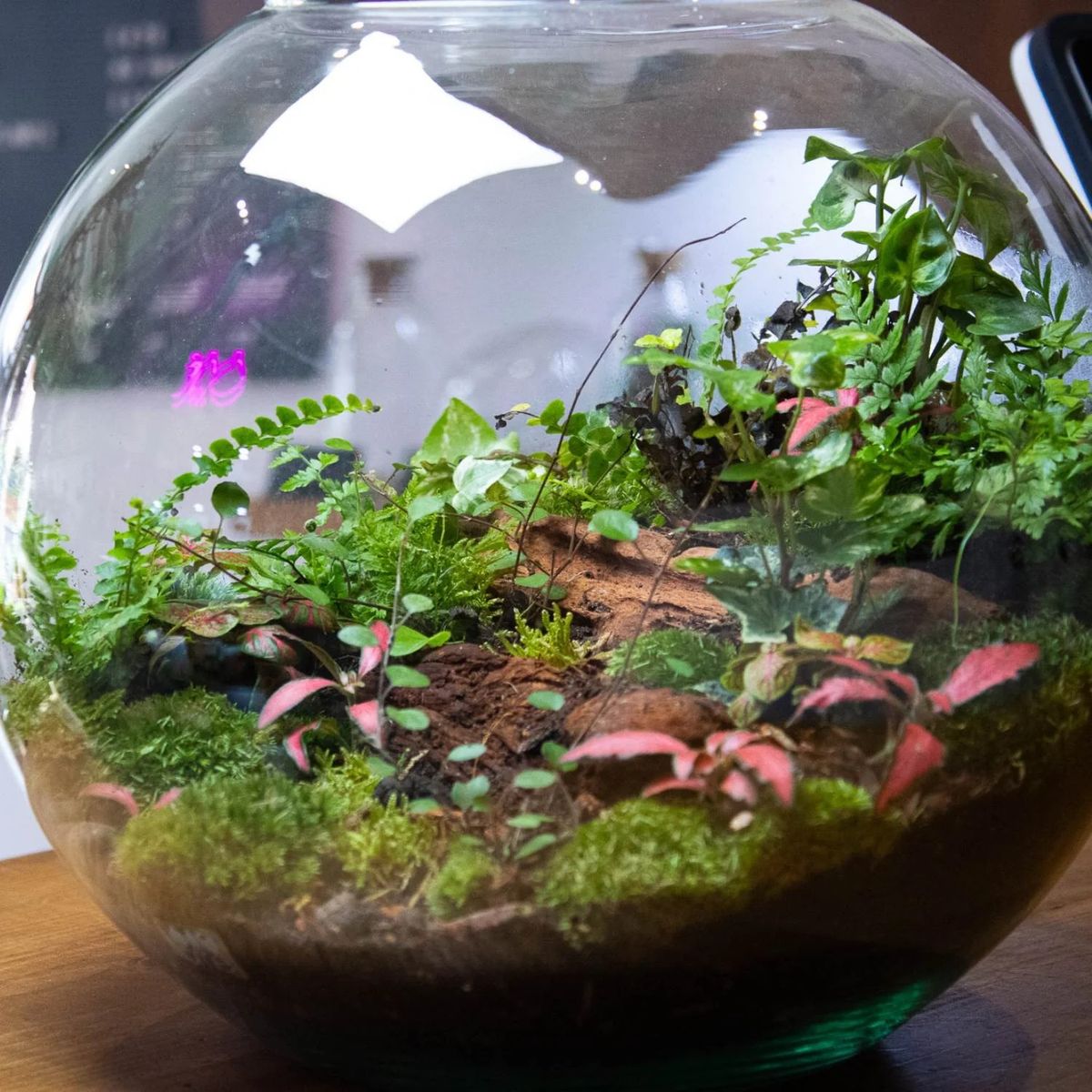 Create Your Own Terrarium Workshop